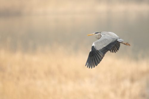 Blauwe reiger