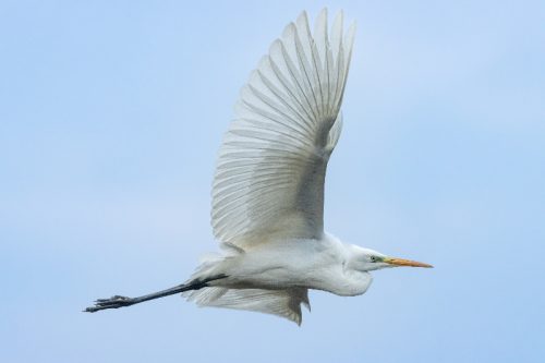 Grote Zilverreiger (1)