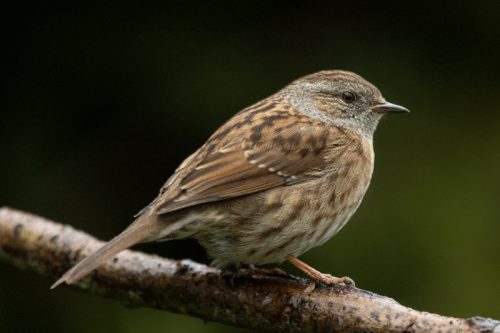 Heggenmus
