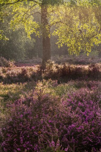 Heide (1)