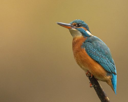 Ijsvogel (3)