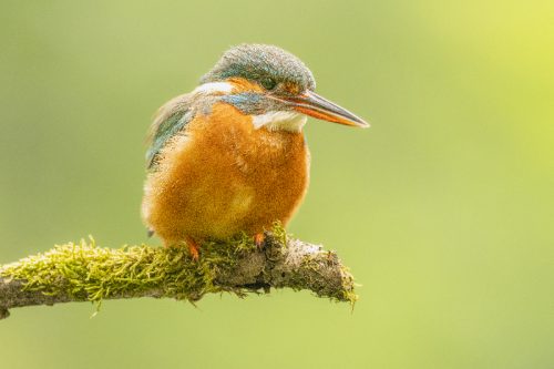 Ijsvogel