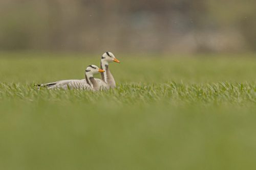 Indische Gans