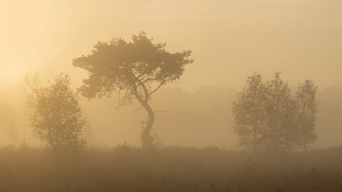 Kalmthoutse Heide (4)