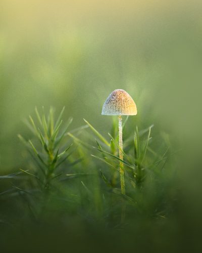 Mycena