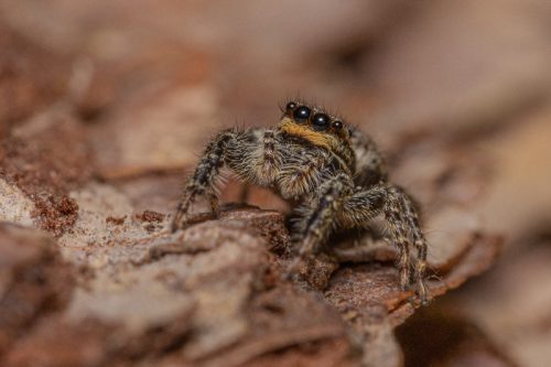 Schorsmarpissa
