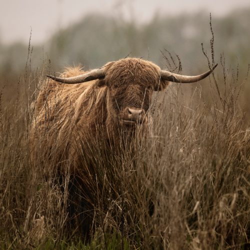 Schotse Hooglander
