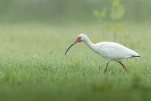 Witte Ibis