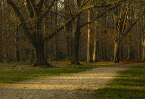Woodland (1)