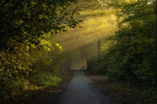 Woodland (2)